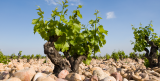 chateauneuf du pape vineyard ©chateau la nerthe