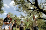 Olive Trees orchard visiti ©Alain Roth.jpg