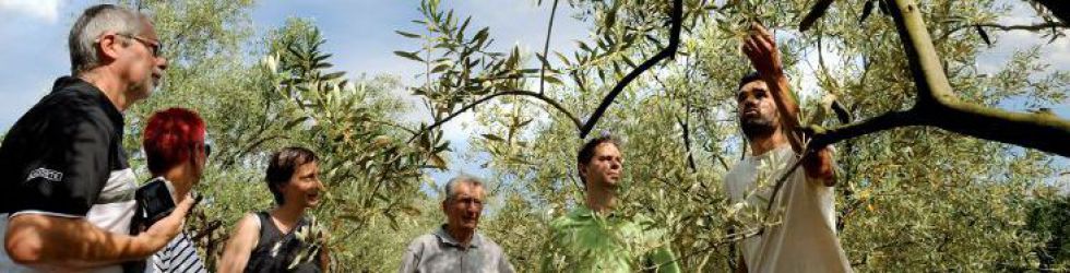 Exclusive Cooking - Olive Trees©Alain Roth.jpg
